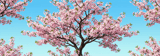 40oz Cherry Blossom Tumbler Wrap Design PNG | Full Wrap Sublimation Digital File for Spring Bloom Tumblers with Handle thumbnail 14