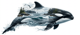 Orca Ocean Coastal Tumbler Wrap Design 40oz, Whales Killer Whale Nature Sea Digital Sublimation File thumbnail 13