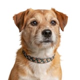 Peach Rose Floral Pet Bandana thumbnail 2