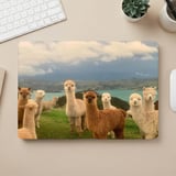 Curious Alpacas MacBook Case thumbnail 5