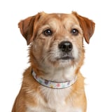 Pastel Daisy Floral Pet Bandana thumbnail 2