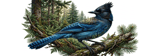 Steller's Jay Tumbler Wrap Digital Design, Blue Jay Forest Sublimation PNG, PNW Wildlife Bird 40oz Tumbler Wrap Art thumbnail 14