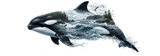 Orca Ocean Coastal Tumbler Wrap Design 40oz, Whales Killer Whale Nature Sea Digital Sublimation File thumbnail 14