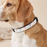 Pastel Daisy Floral Pet Bandana thumbnail 1
