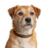 Autumn Harvest Pet Bandana thumbnail 2