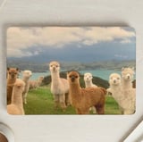 Curious Alpacas MacBook Case thumbnail 1