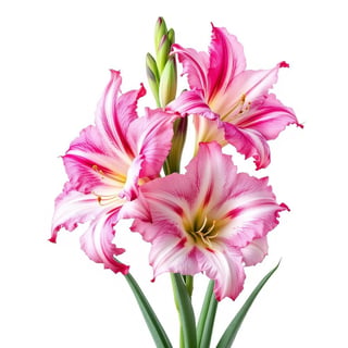 Photo-realistic Gladiolus Flowers