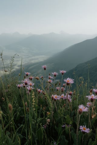 Wild Flowers and Mountains Scene