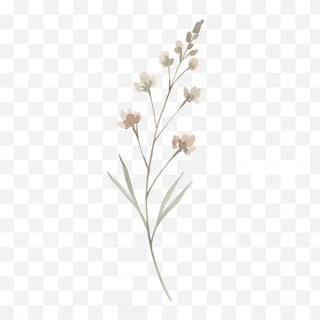Minimal Watercolor Wildflower Sprig