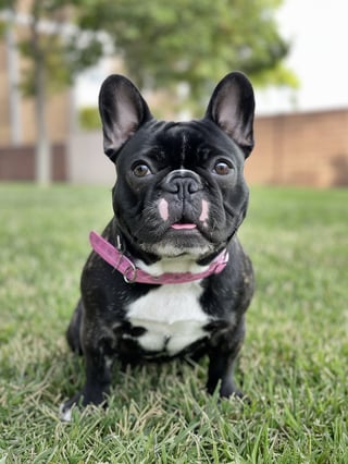 Charming French Bulldogs for Families