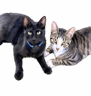 Watercolor Cats, Transparent Background