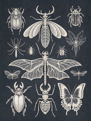 Halloween Insect Line Drawings