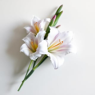 Photo-realistic Gladiolus Flowers