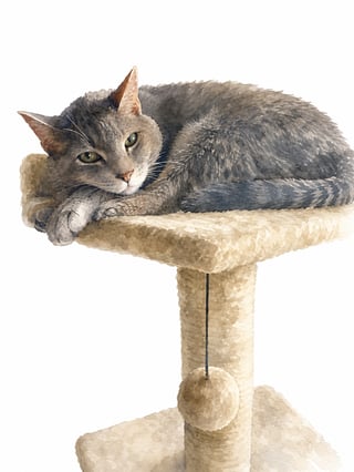 Watercolor Cat on Transparent Background