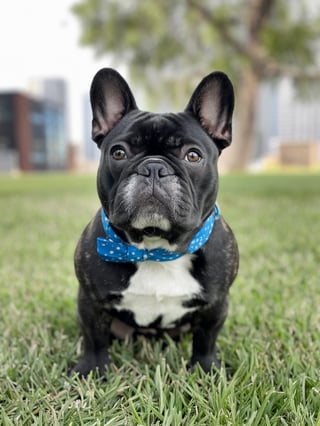 Charming French Bulldogs for Families