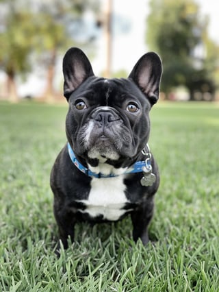 Charming French Bulldogs for Families