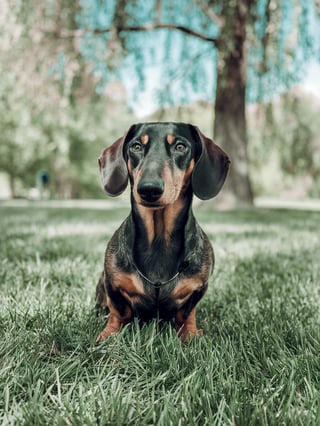 Dachshund: The Charming Sausage Dog