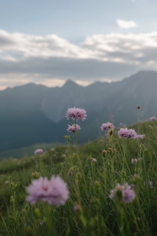 Wild Flowers and Mountains Scene