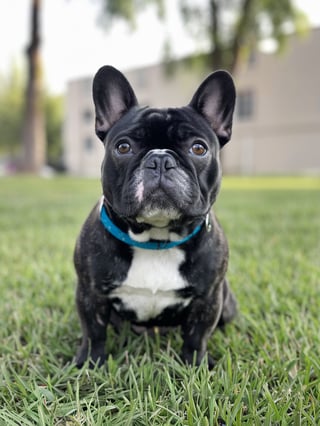 Charming French Bulldogs for Families