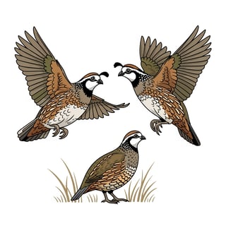 Bobwhite Quail Vector T-Shirt Graphic
