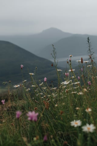 Wild Flowers and Mountains Scene