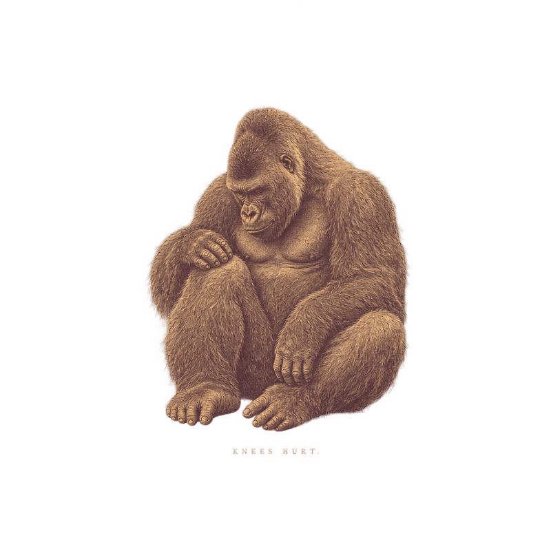 Antique Gorilla Engraving — KNEES HURT