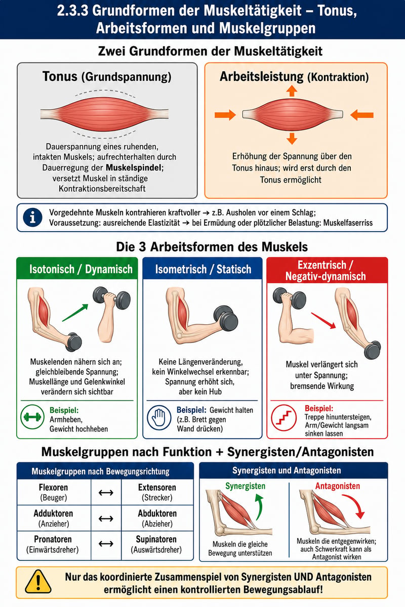 Grundformen der Muskeltätigkeit Infografik