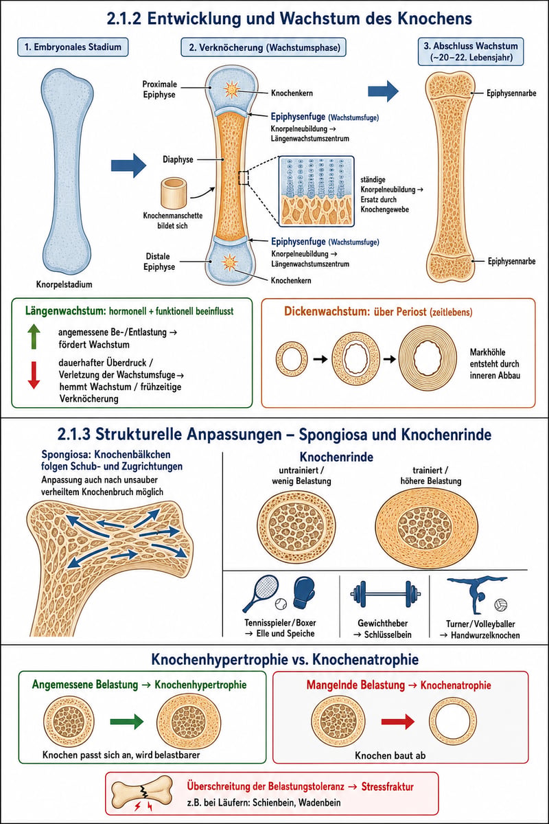 Diagramm zum Knochenwachstum und Anpassung