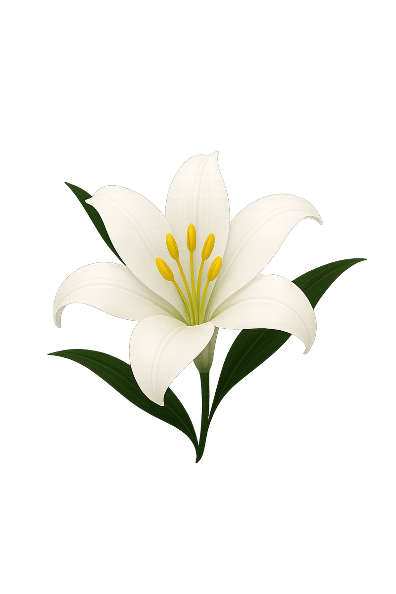 White Lily with Yellow Stamen