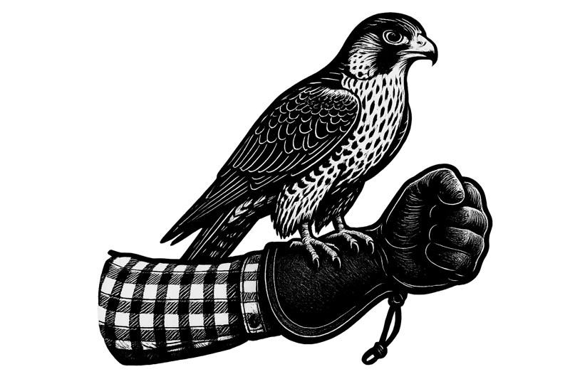 Falconer's Arm Graphic