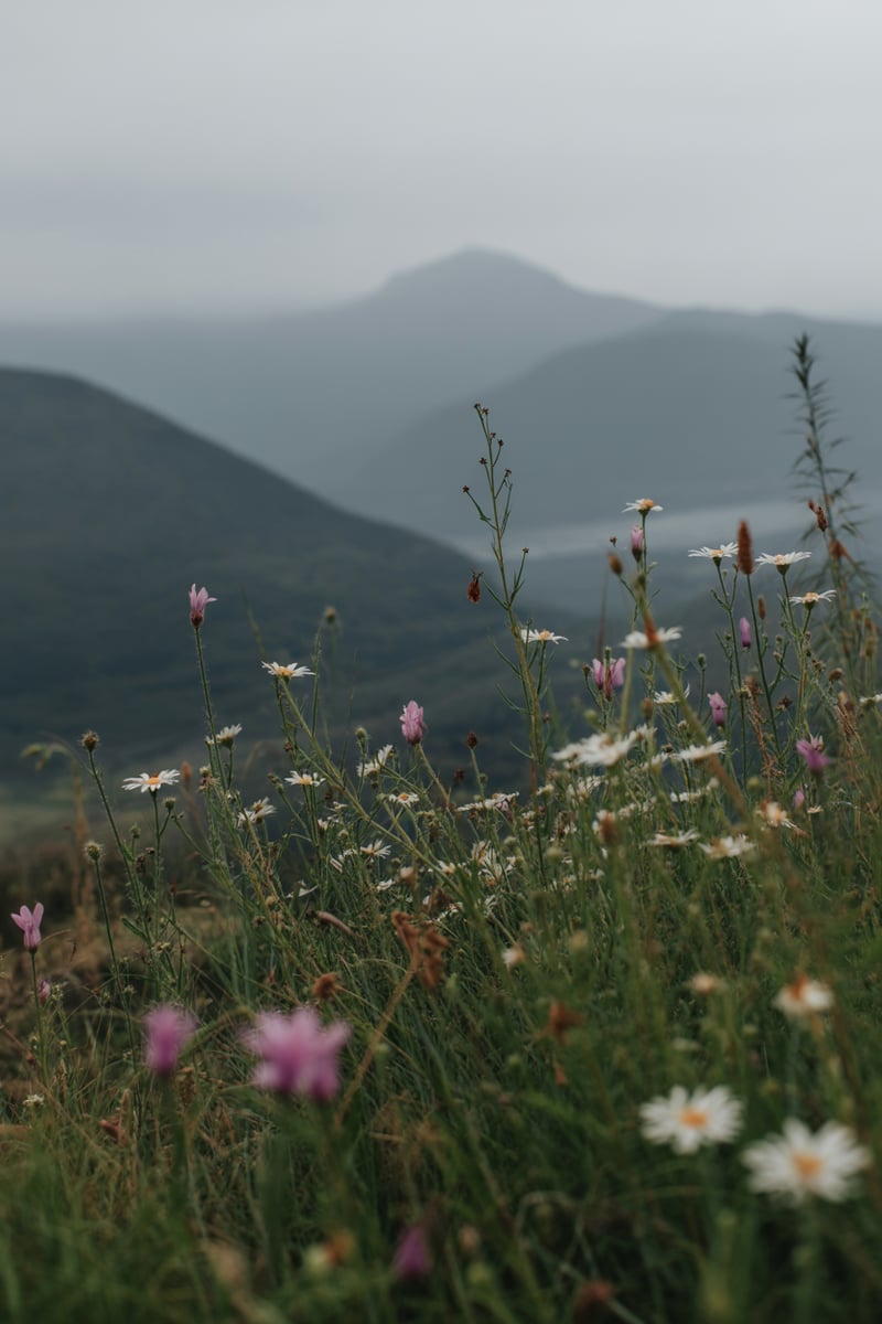 Wild Flowers and Mountains Scene