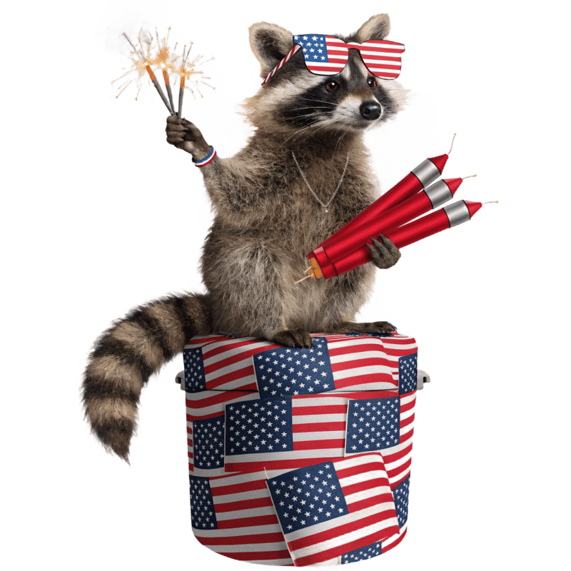 Funny Patriotic Raccoon Illustration